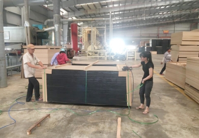 Thủ tục xuất khẩu gỗ ván ép Plywood